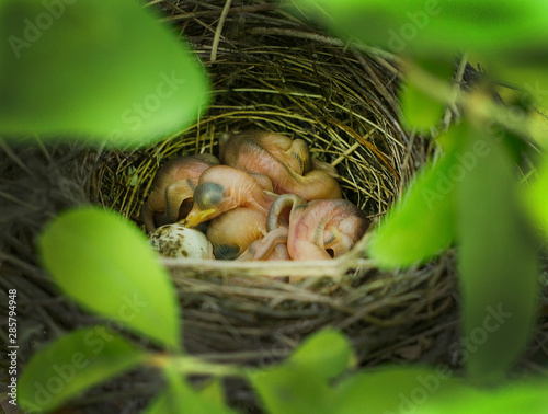 Little birds in a nest in the bushes.