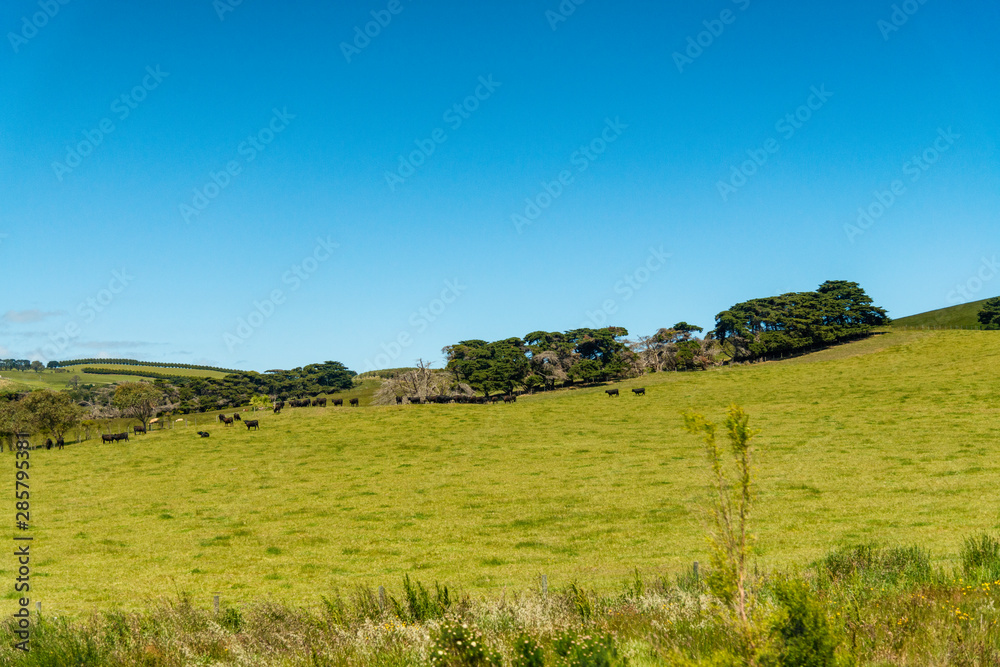 Fototapeta premium Farm in Yarra Valley Melbourne