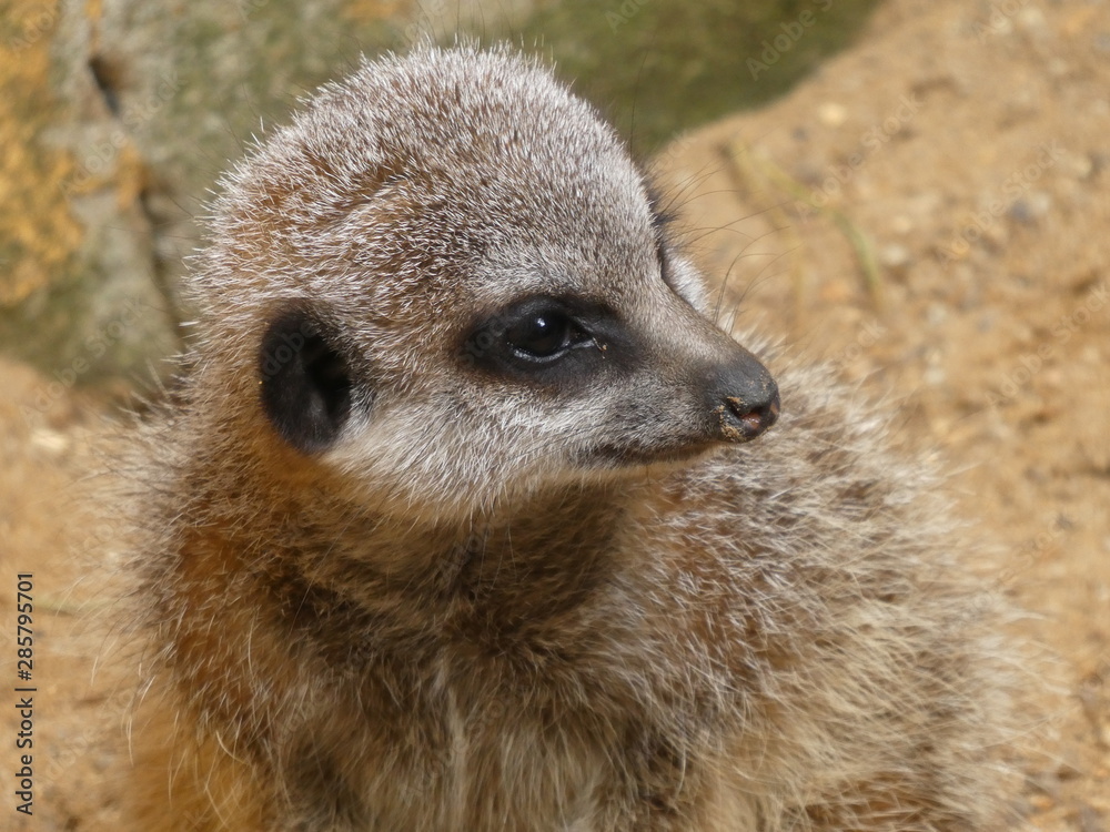 Fototapeta premium Meerkat