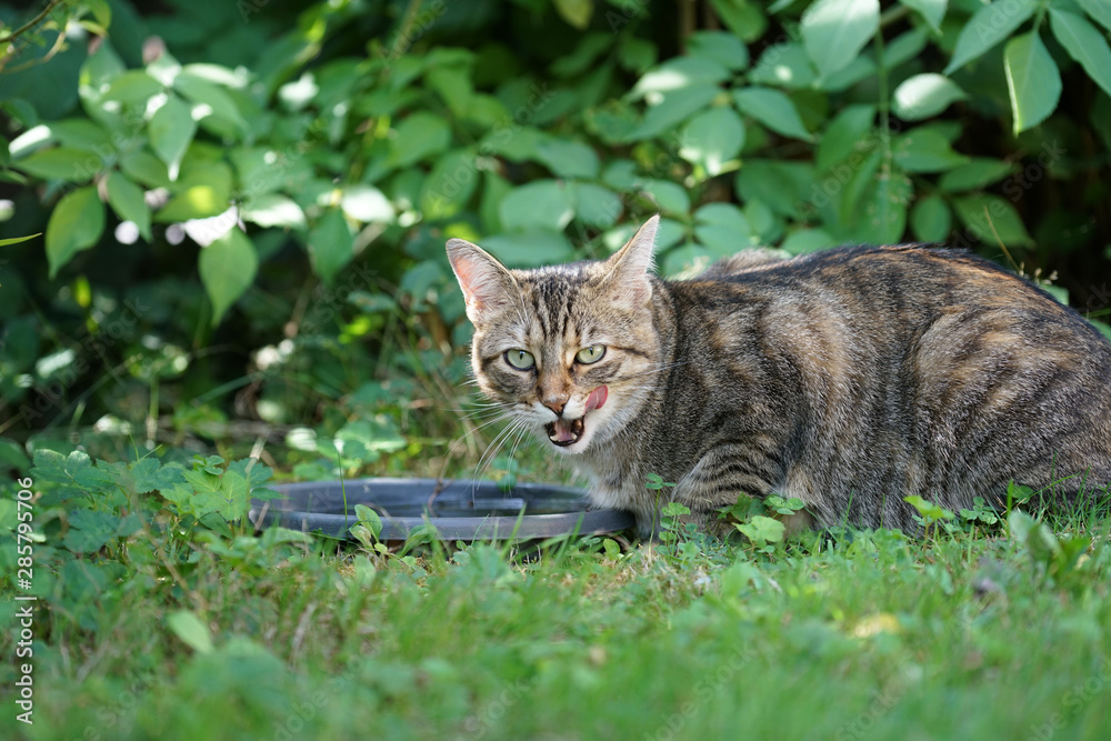 Gray striped Central European short hair cat eating in Germany