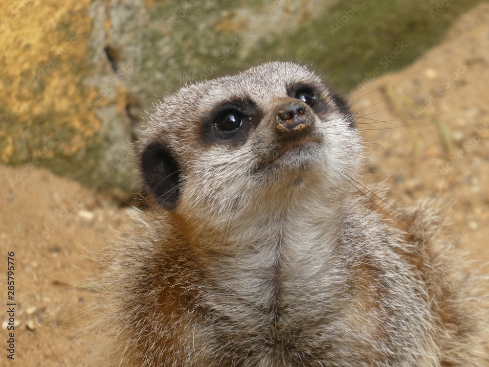 Fototapeta premium Meerkat