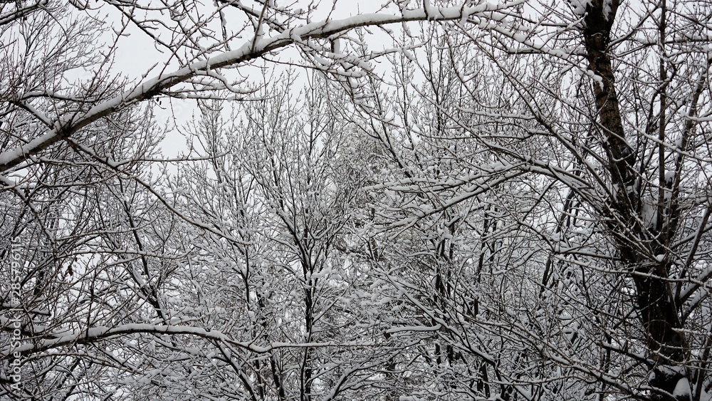 Scenic snowy view on trees in park Scenic snowy view on trees in park