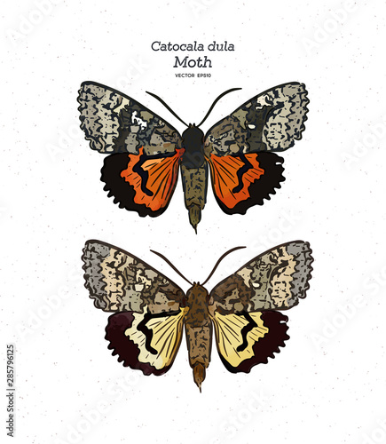 Catocala dula is a moth of the family Erebidae. hand draw sketch vector.
