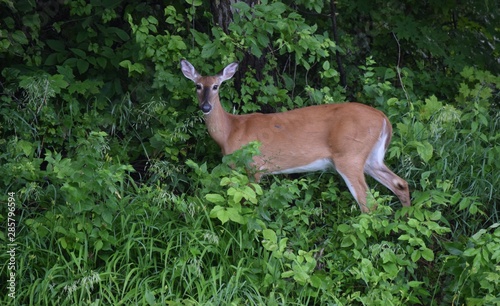 Deer eating in the woods and fields