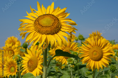 Sunflower  Helianthus annuus