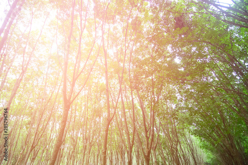 Natural tunnel of rubber plantation  with sunlight  sunset   Vintage tone