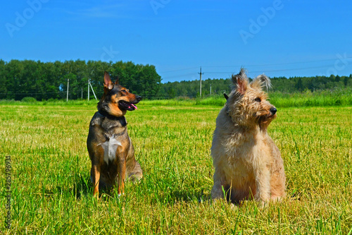 Two dogs sitting on a grass in a green field. Late summer
