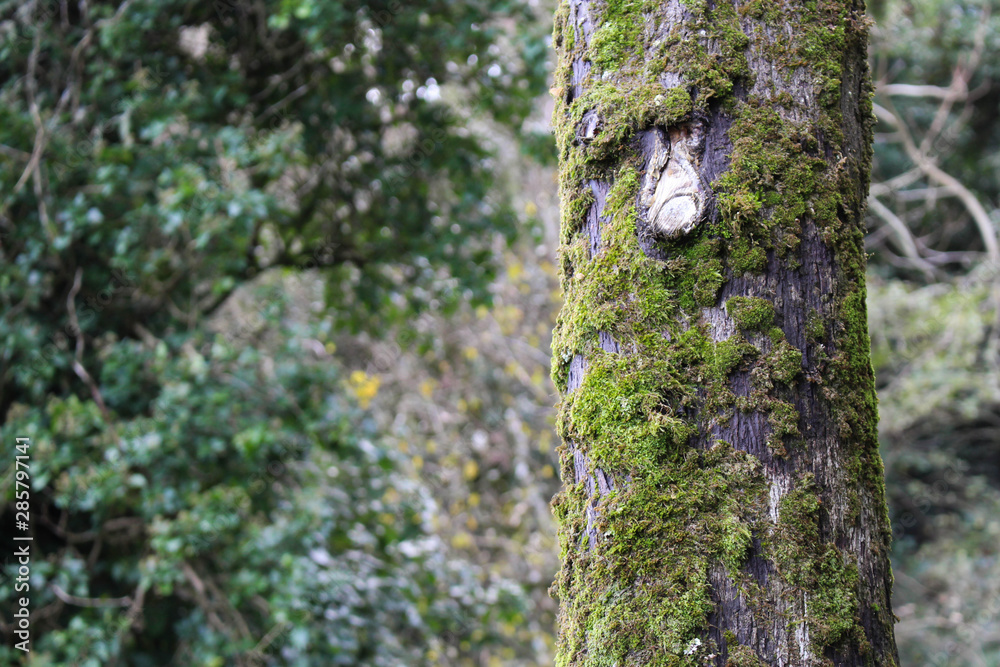 Obraz premium moss on tree