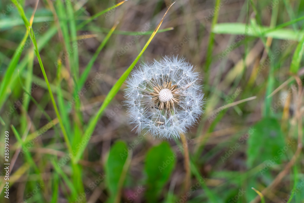 Seedless dandelion with blurry background in green grass Seedless dandelion with blurry background in green grass