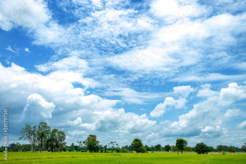 Wide green rice fields and blue skies There are lots of clouds Is a beautiful background image that looks comfortable freedom bright © Thannaree