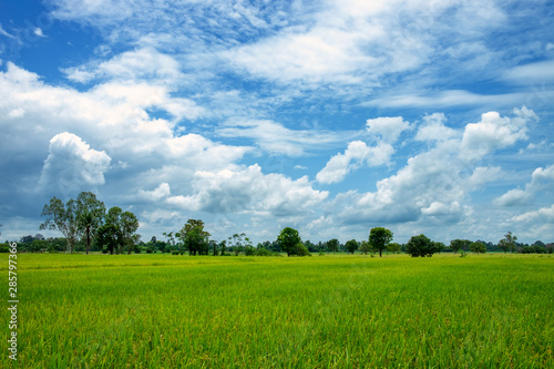 Wide green rice fields and blue skies There are lots of clouds Is a beautiful background image that looks comfortable freedom bright