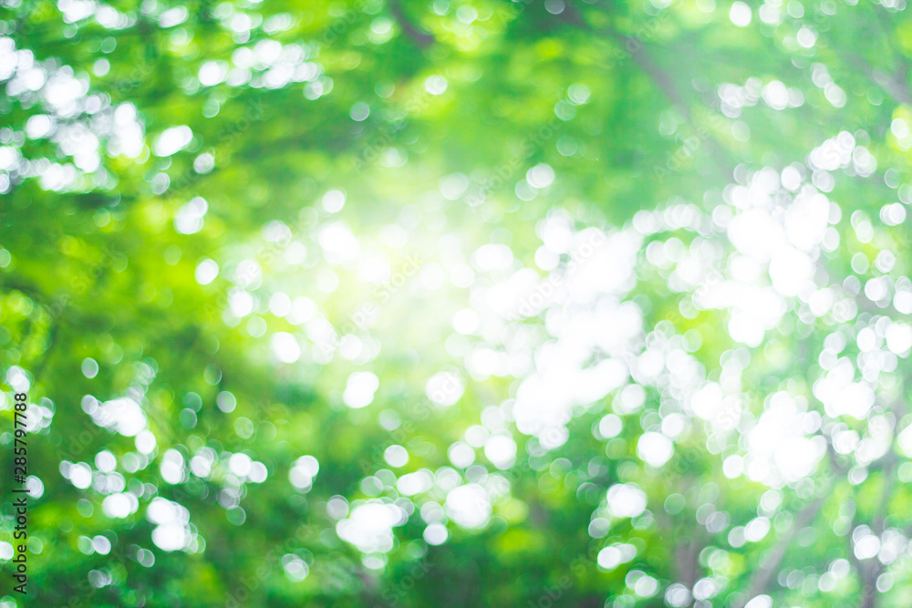 abstract green nature blur background  and  sunlight