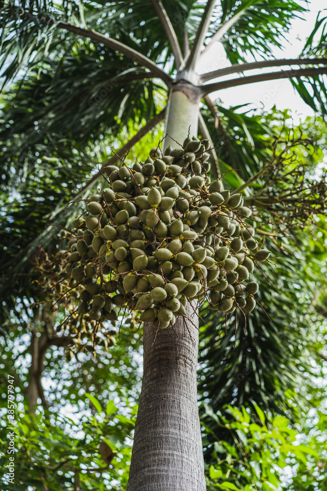 Fototapeta premium palm tree with green datiles in spring and summer