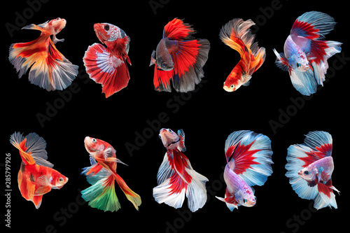 group of colorful siam betta fishes on blackground