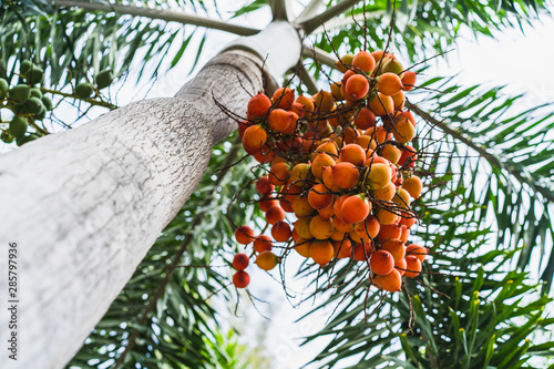 Foxtail palm fruit,Red betel nut on palm tree