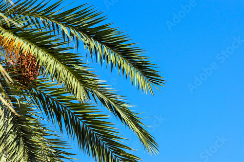 Date palm golden fruit, Cyprus © NATALIIA TOSUN