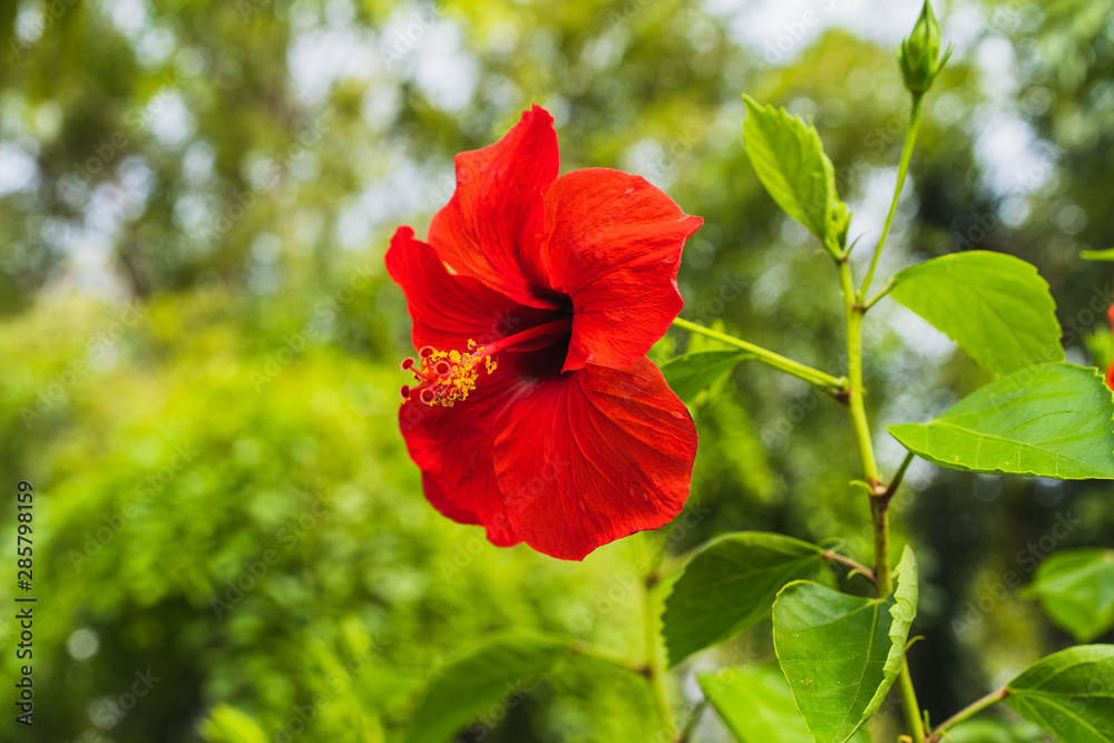 Red hibiscus flower on a green background, selective focus.