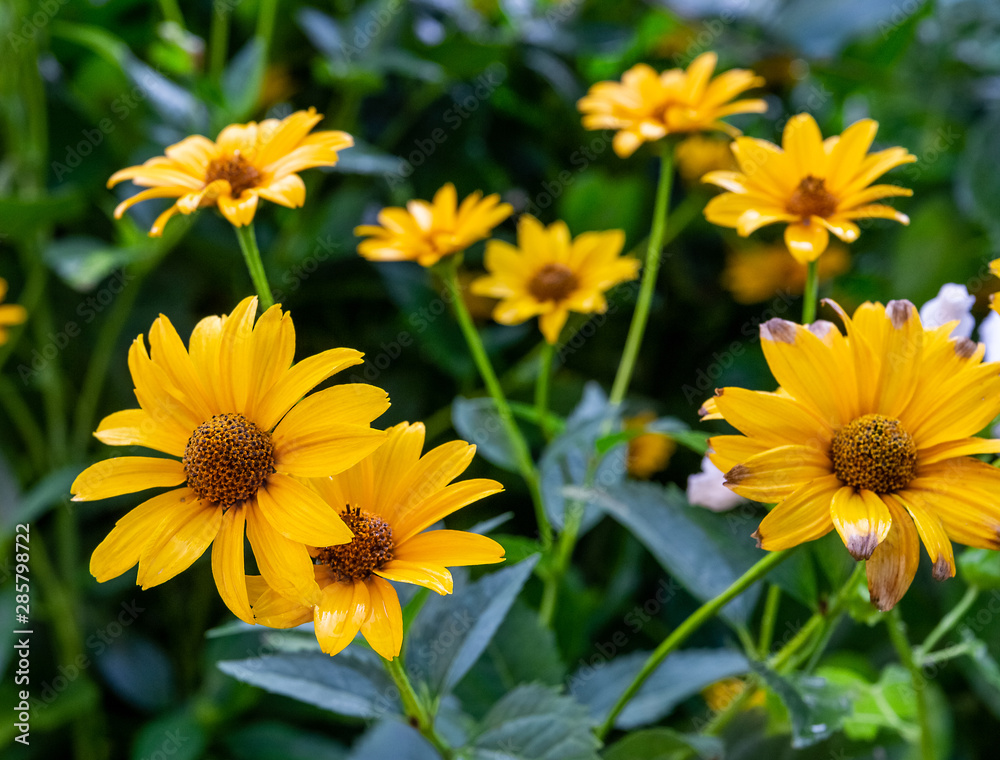Yellow daisies on a background of green leaves. Yellow daisies on a background of green leaves.