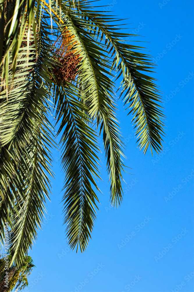 Fototapeta premium Date palm golden fruit, Cyprus