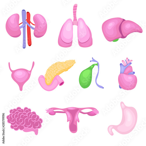 human body organs