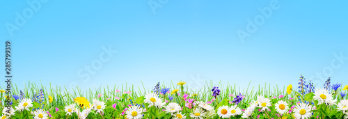 a spring grass and daisy and chamomile flowers natural background