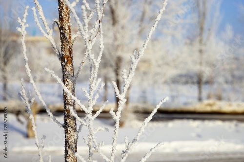 close up view on frozen tree trunk and brunches