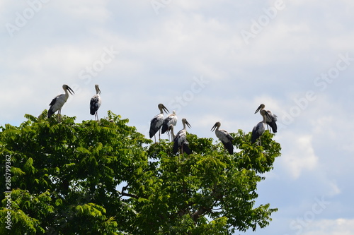 sky  fieid nad bird in nature photo