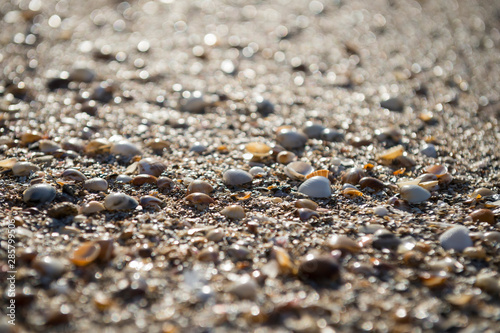 Abstract shallow focus view of textured wet sea shells piled on a tropical beach