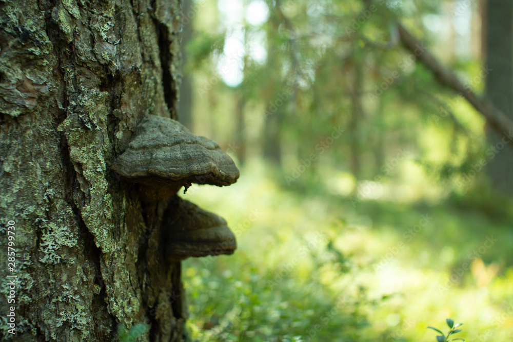 Chaga mushroom. Mushroom tinder on a tree in the forest. Chaga mushroom. Mushroom tinder on a tree in the forest.