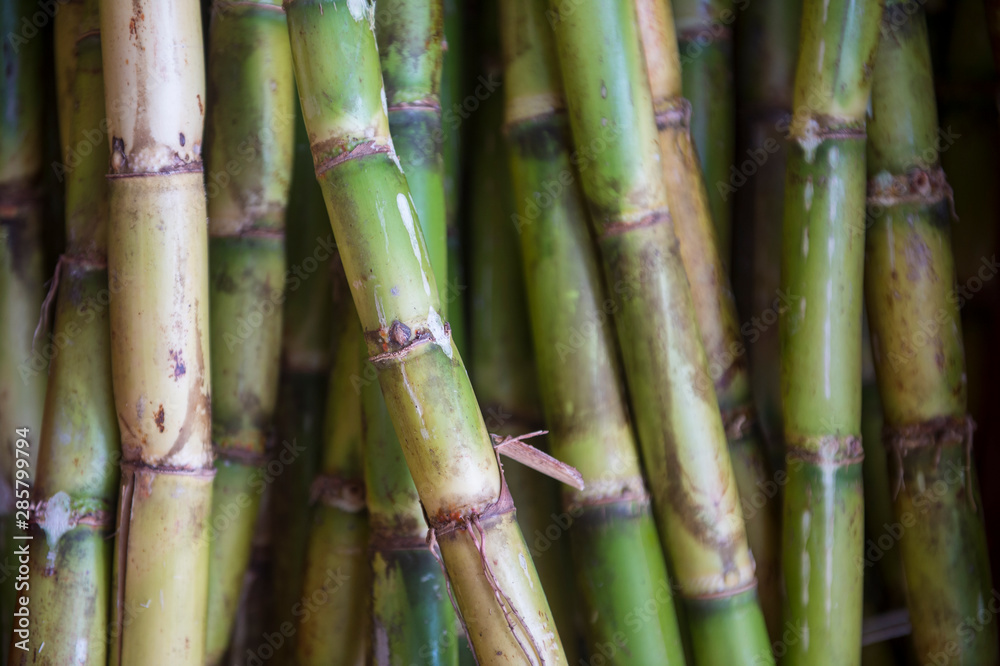 Obraz premium Detailed close-up of fresh green sugarcane stalks waiting to be pressed stacked in natural tropical light