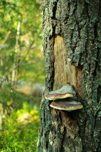 Chaga mushroom. Mushroom tinder on a tree in the forest.