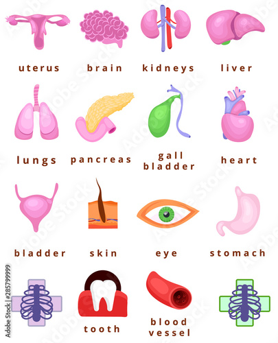 human body organs