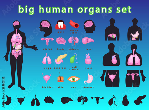 human body organs