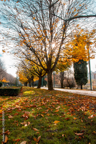 Arbol con hojas caidas del otoño en avenida peatonal