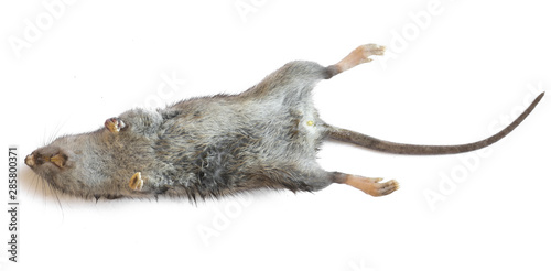 dead rat closeup isolated on white background