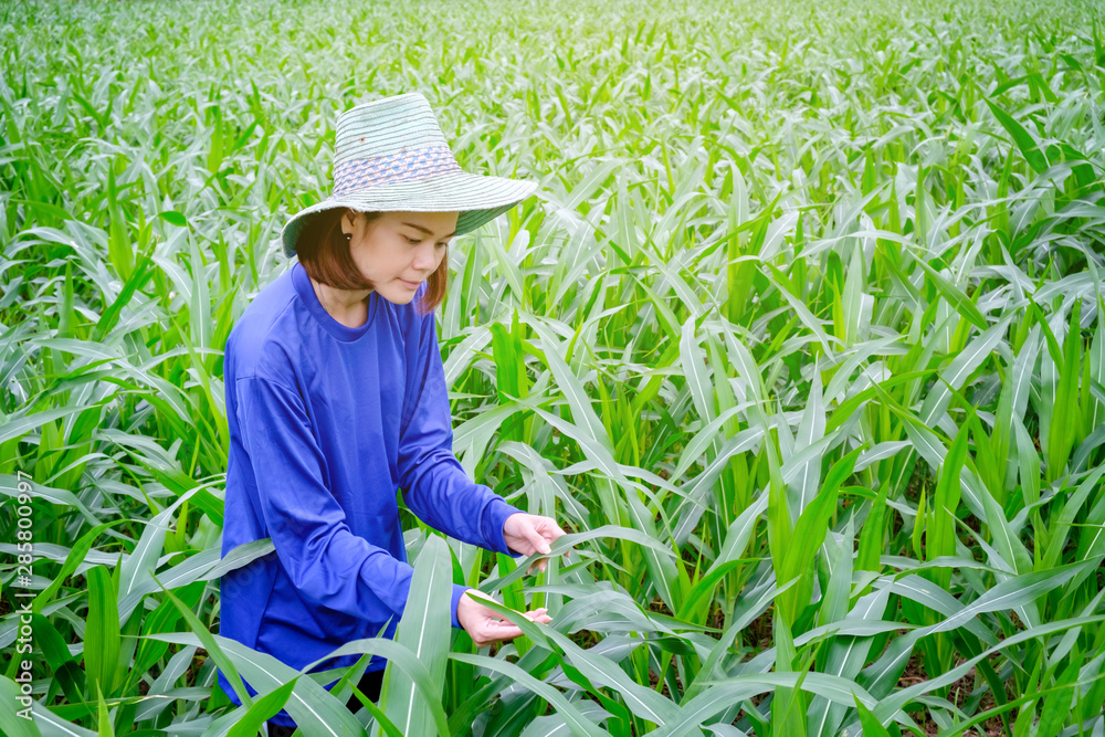 Asian Female Farmer checking Vegetable garden and standing in corn farm at thailand Asian Female Farmer checking Vegetable garden and standing in corn farm at thailand