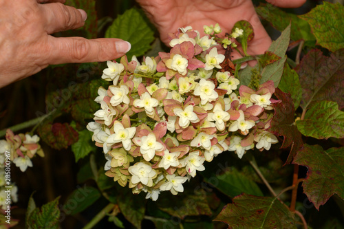 well-gromed female hand points up hydrangea quercifolia single flower, oak-leaved hydrangea snowflake in bloom photo
