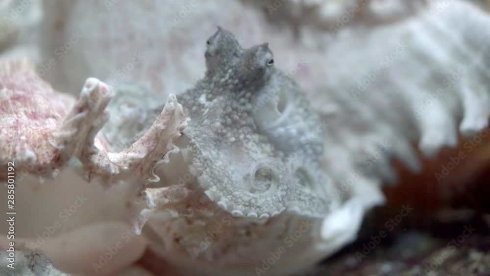 Close up of octopus vulgaris on the murex shell. Close up of octopus vulgaris on the murex shell.