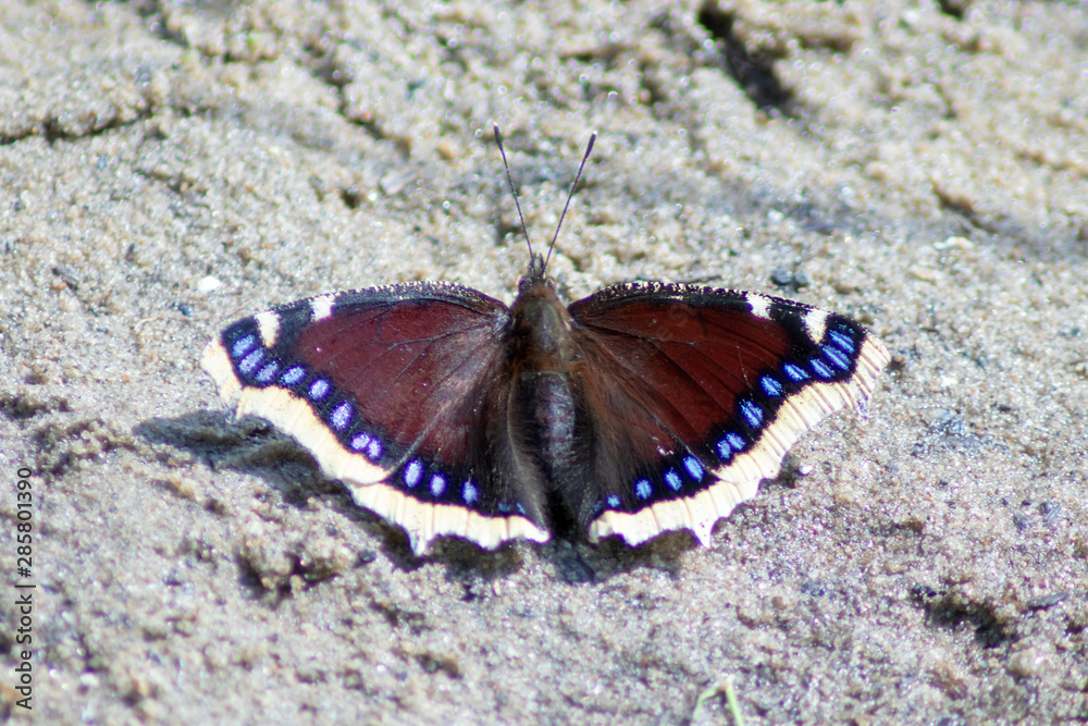 Butterfly. Butterfly.
