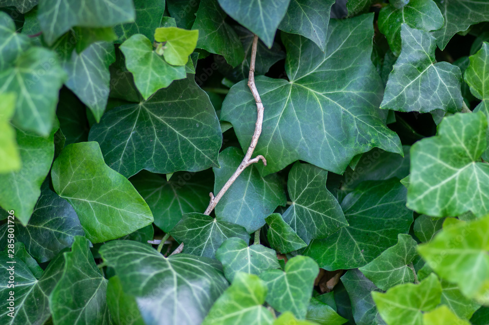 Hedera helix detail of green leaves, poison ivy evergreen plant, green foliage on branches Hedera helix detail of green leaves, poison ivy evergreen plant, green foliage on branches