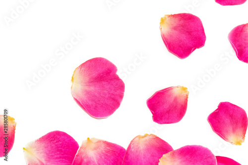 Wallpaper Mural The buds of flowers roses. Holiday card Torontodigital.ca