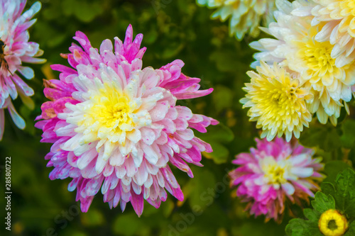 Colorful chrysanthemum flowers on a background of the autumn landscape