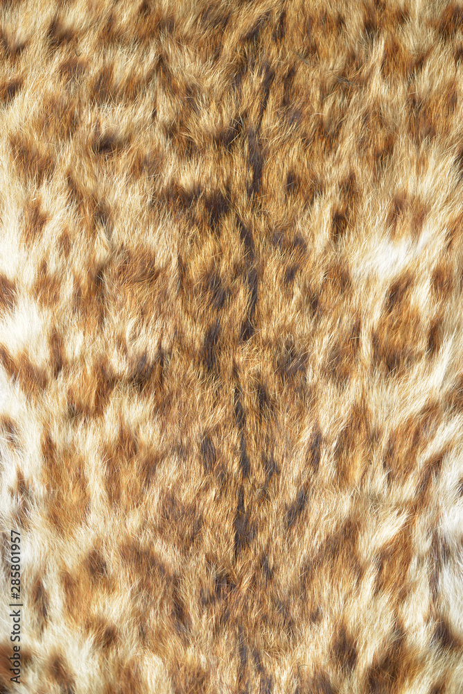 tiger skin texture. tiger skin texture.