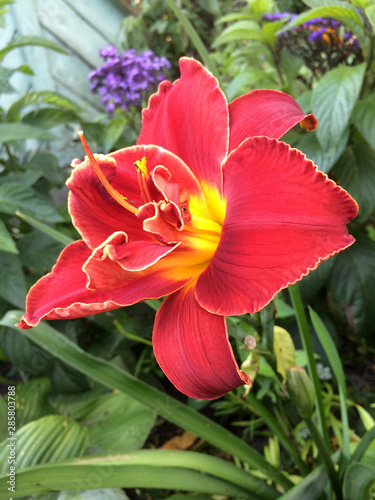 Daylily flowers in the garden