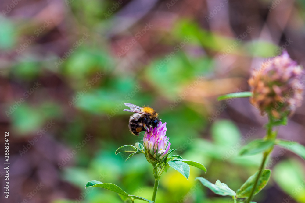 A large bumblebee collects clover nectar. A large bumblebee collects clover nectar.