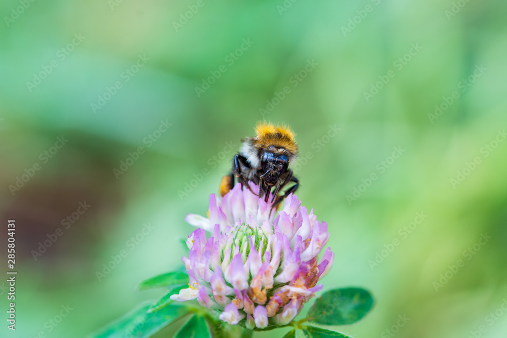 A large bumblebee collects clover nectar. A large bumblebee collects clover nectar.