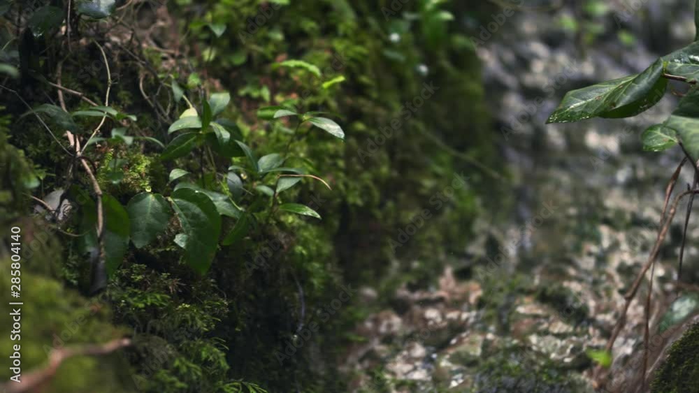Wildlife close-up. Moss and green foliage, a stream in the background. Wildlife close-up. Moss and green foliage, a stream in the background.