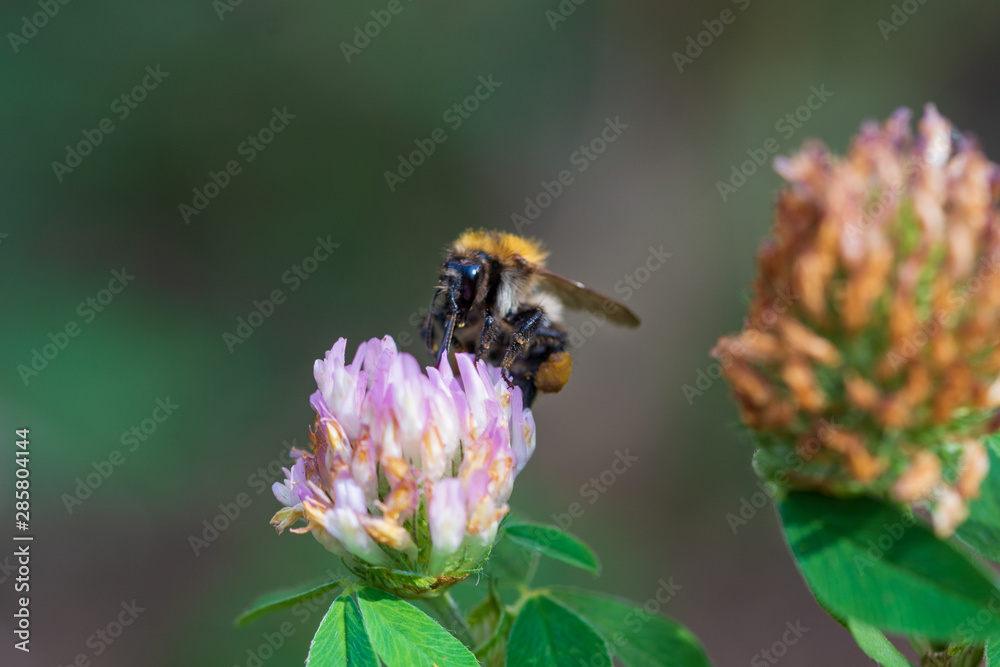 A large bumblebee collects clover nectar. A large bumblebee collects clover nectar.