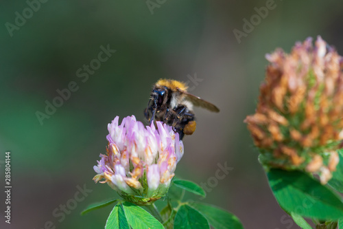 A large bumblebee collects clover nectar. © iytokar