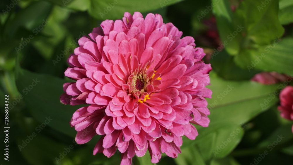 Pink Zinnia Pink Zinnia